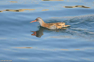 Rascló (Rallus aquaticus)