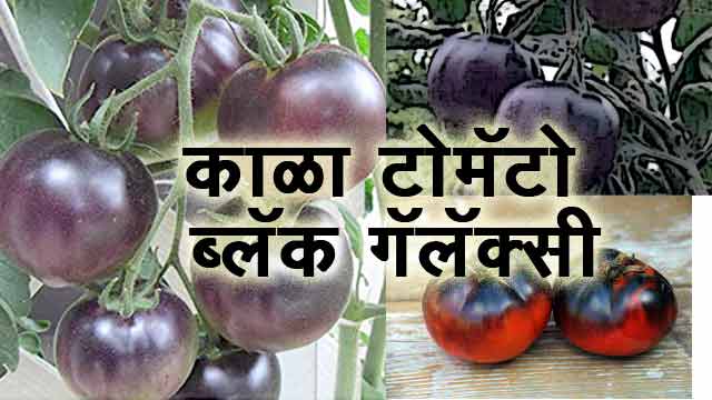 काळा टोमॅटो- ब्लॅक गॅलॅक्सी | Black Tomato- Black Galaxy