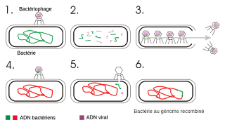 Fajlar tarafından DNA taşınması (Genetik transdüksiyon)
