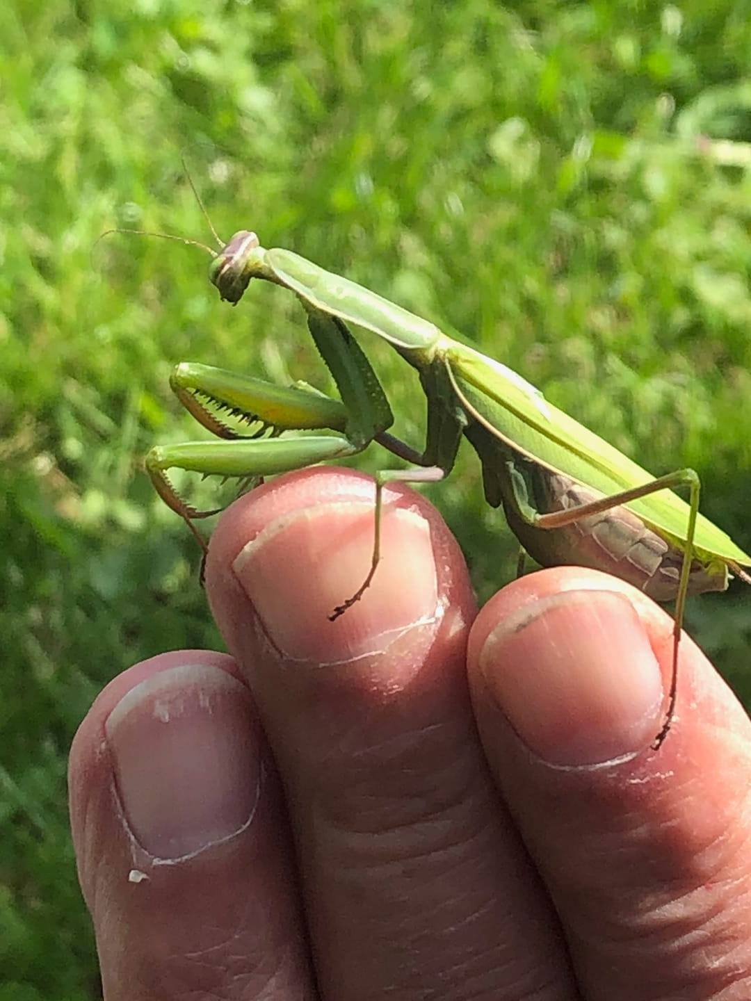 Cholsey Wildlife European (Praying) Mantis