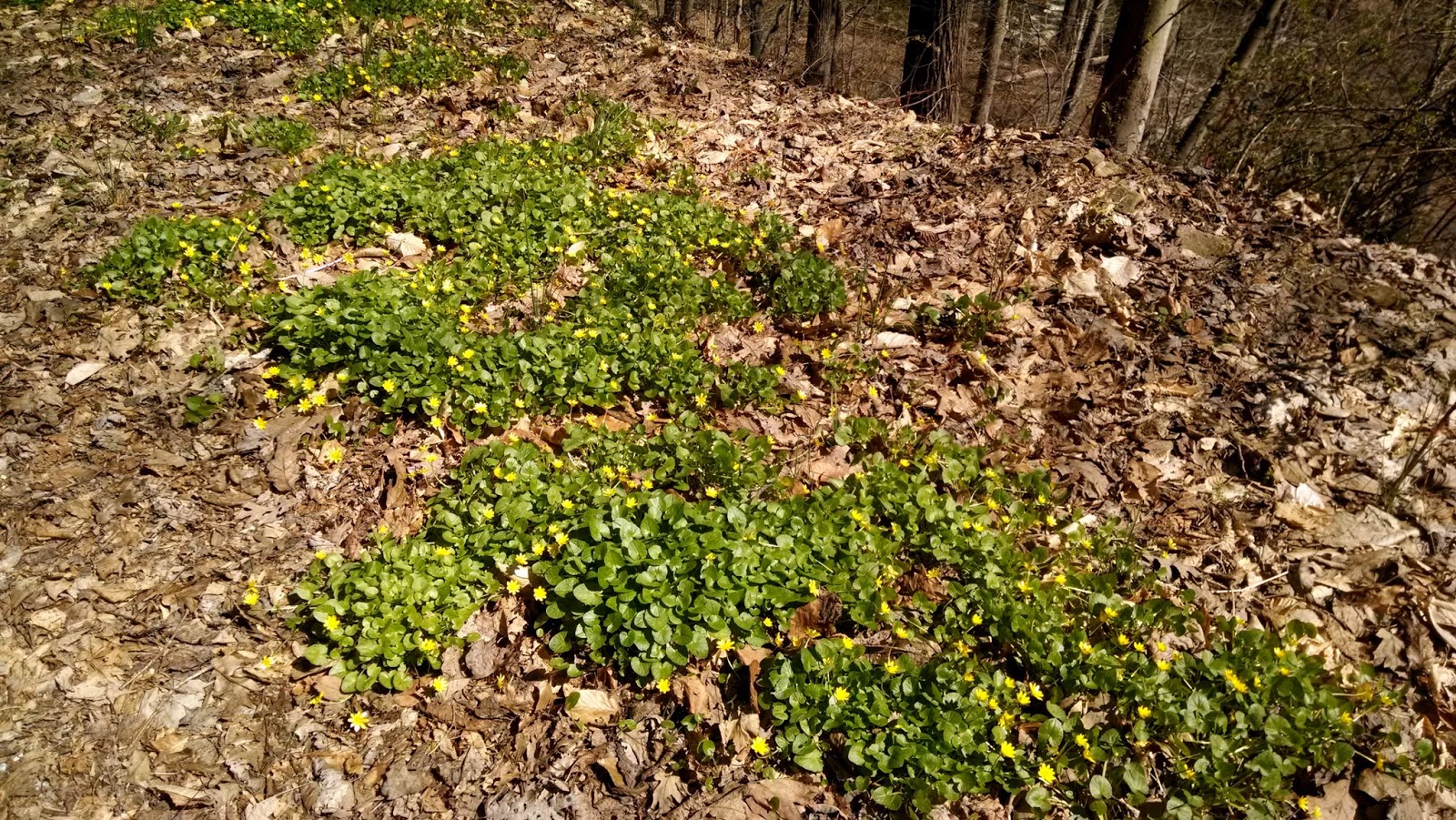 Тропа Коламбия, Хай Бридж, Нью Джерси (Columbia Trail, High Bridge, NJ)