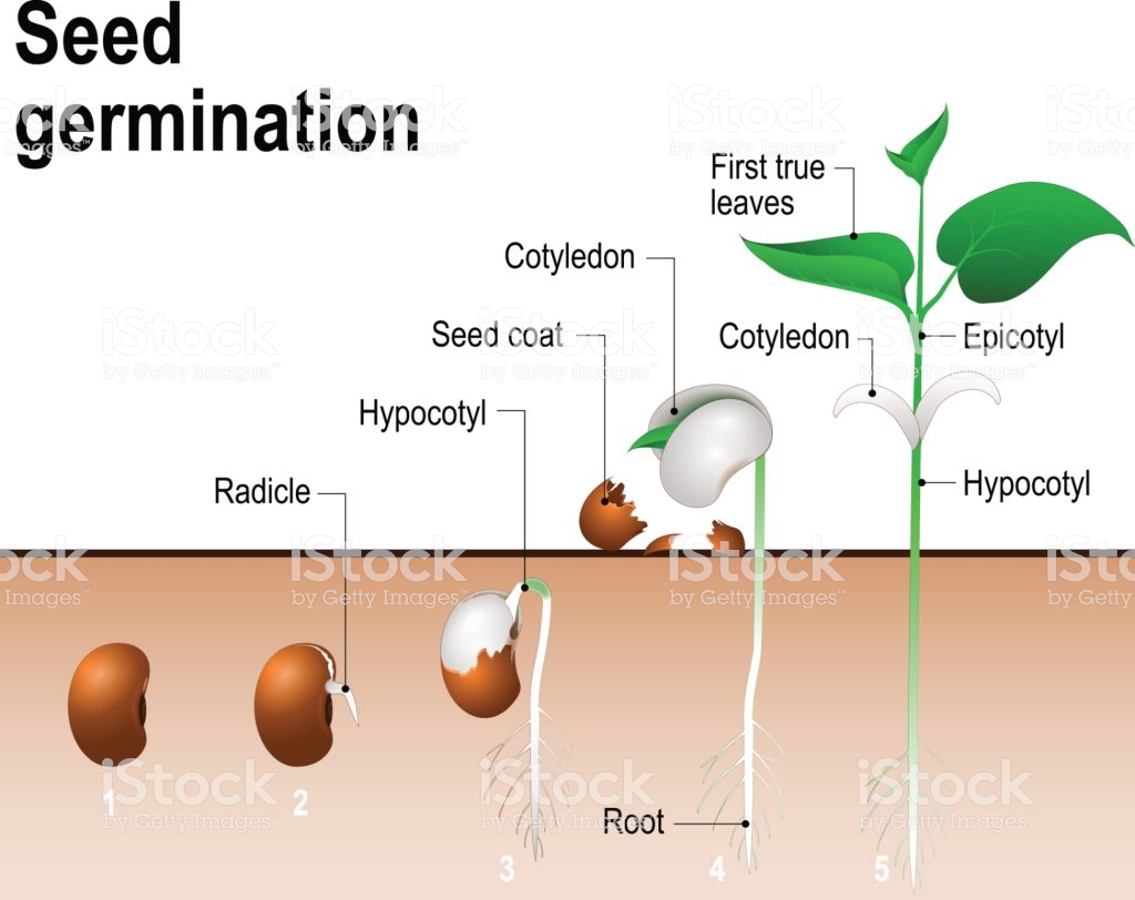 Reproduction in plants Important questions and answers.