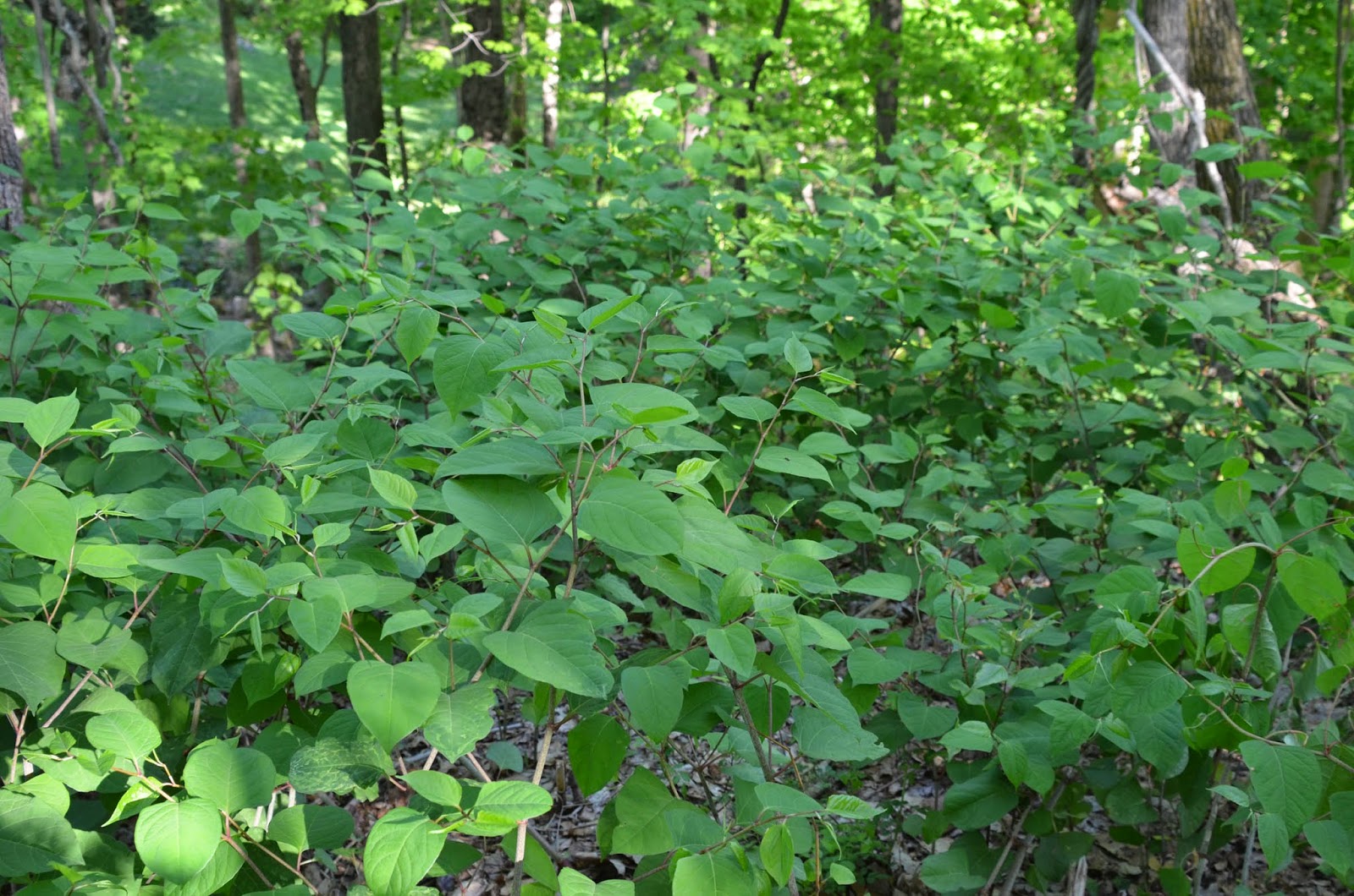 Glastonbury Bittersweet Battlers Invasive Plants Journal