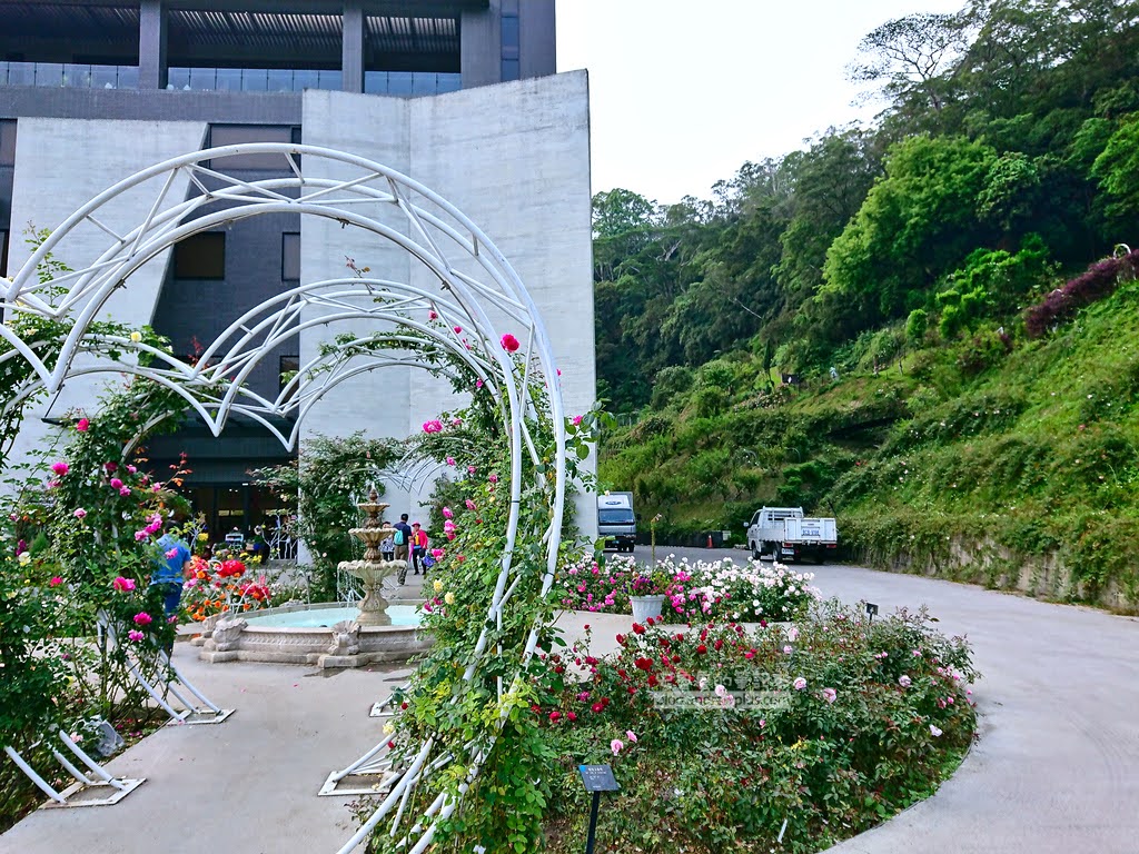 苗栗景點,雅聞七里香玫瑰森林,苗栗親子旅遊