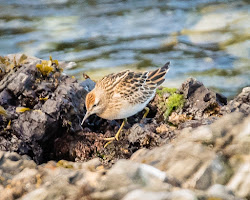 flying bird botanicals bay rum 8