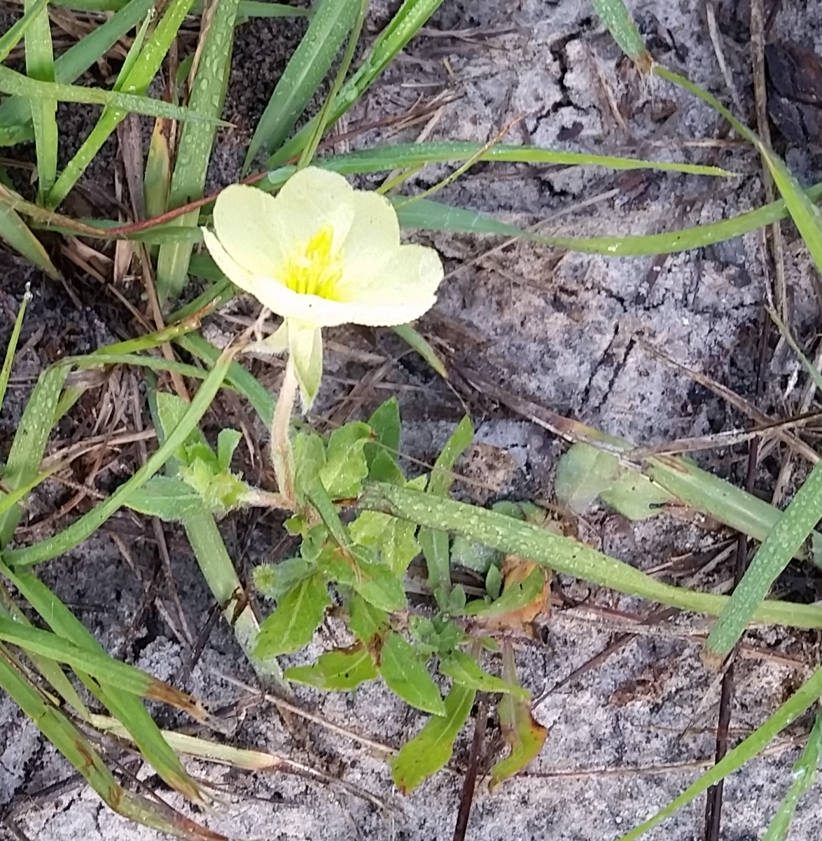 My North Florida Plants Cutleaf Evening Primrose
