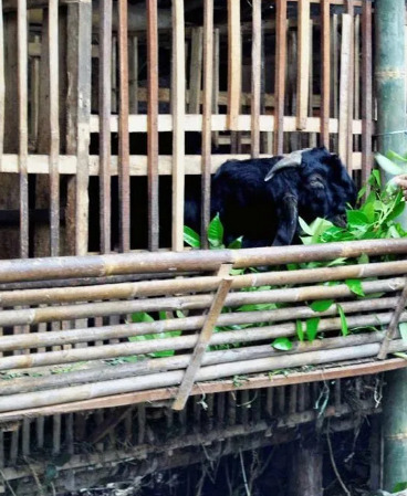 Contoh Gambar Tempat Pakan Kambing Domba dari Bambu