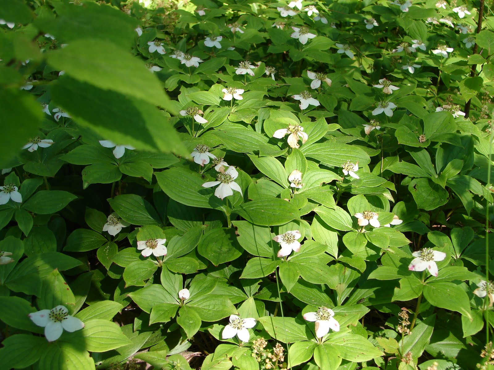 Wild Plants and Wooly Bears Maine's Short Growing Season Prompts Rapid