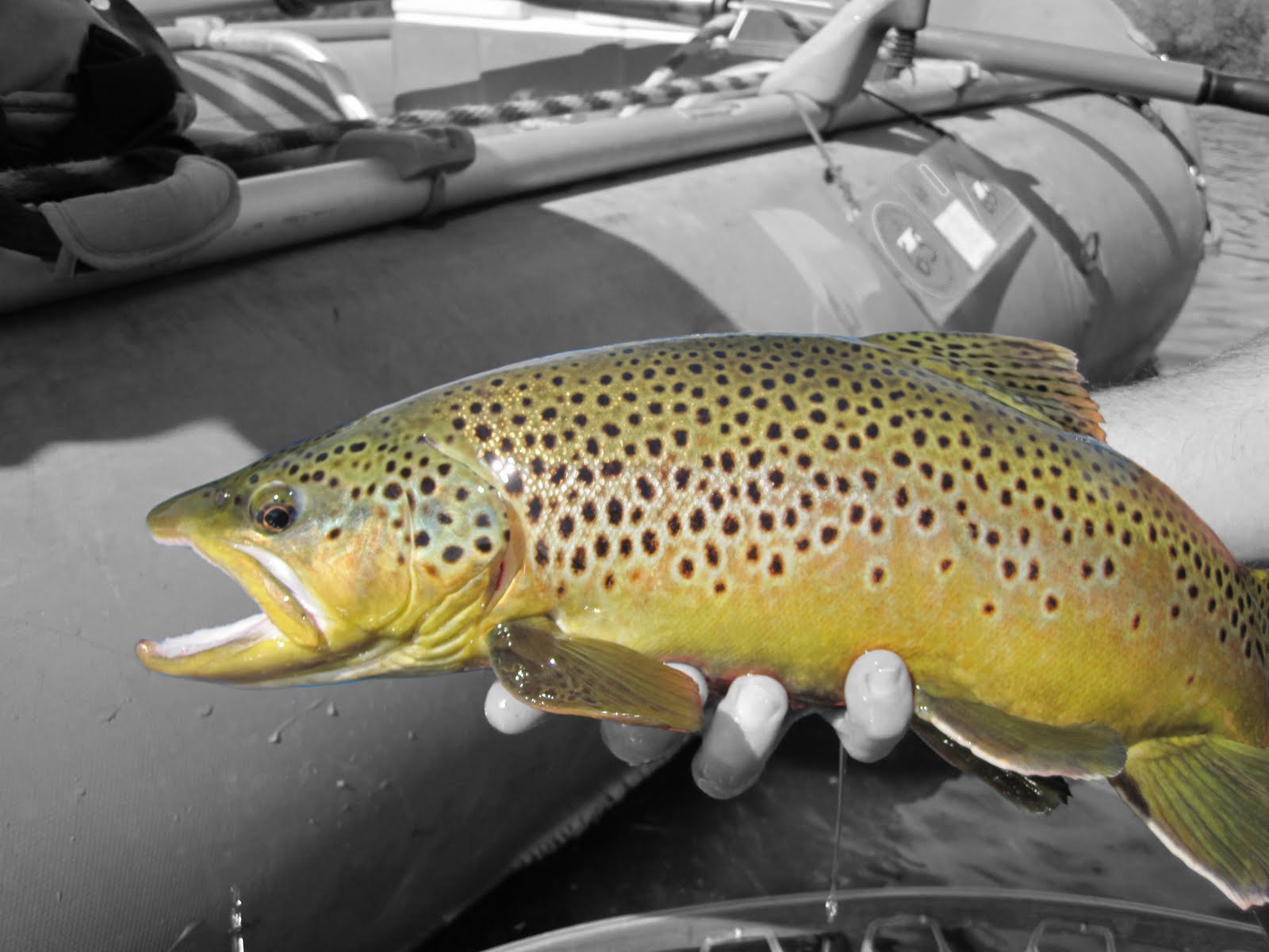 Good Fishn39; in Montana: The War on Brown Trout