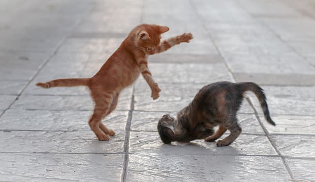 cat fight