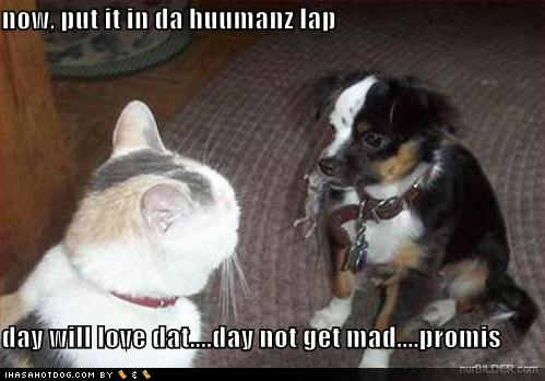 funny_dog_pictures_cat_tricks_dog_with_mouse_Funny_cats_and_dogs_pics ...