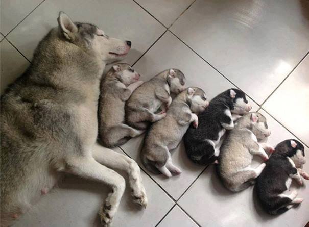 Familias Perrunas = amor y ternura [+Fotos]