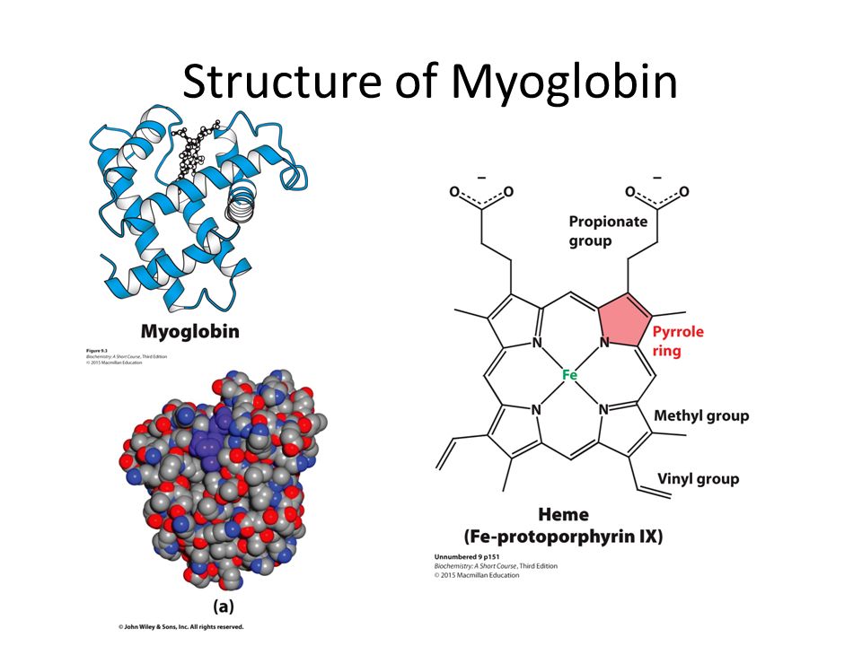 Какова функция миоглобина