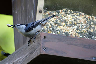 Photo of White-breasted Nuthatch at feeder Photo of White-breasted Nuthatch at feeder