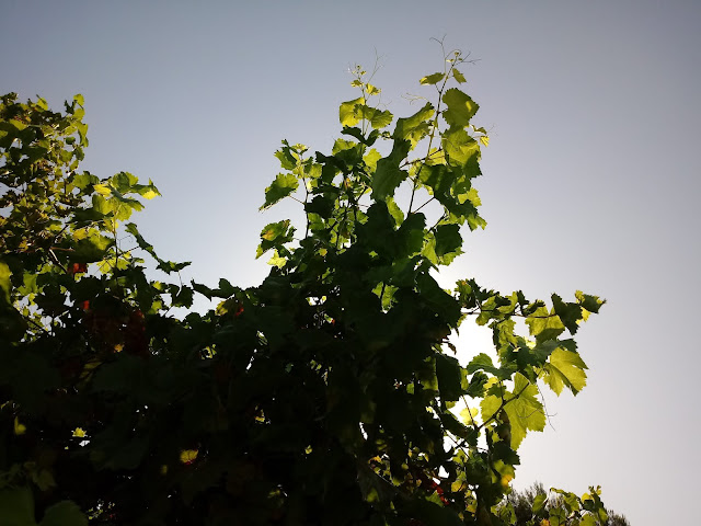 Frondosas hojas de parra con el fondo del cielo azul