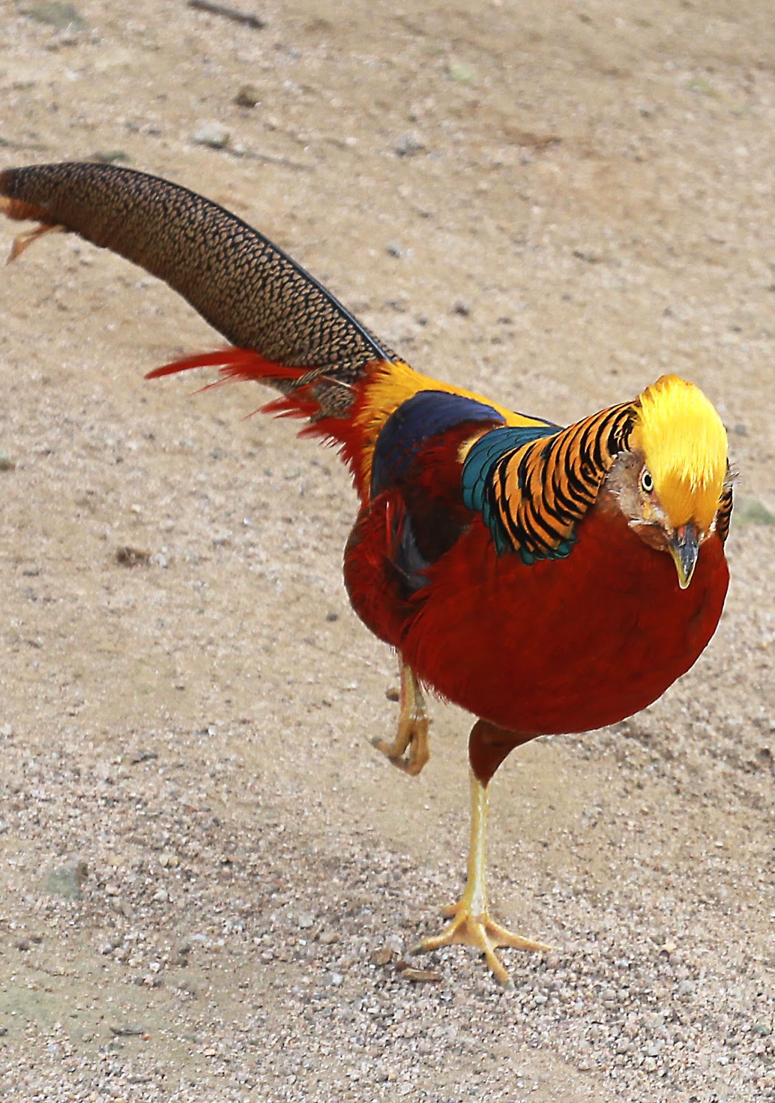 Red Golden Pheasant