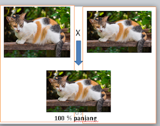 Bentuk Ekor Kucing