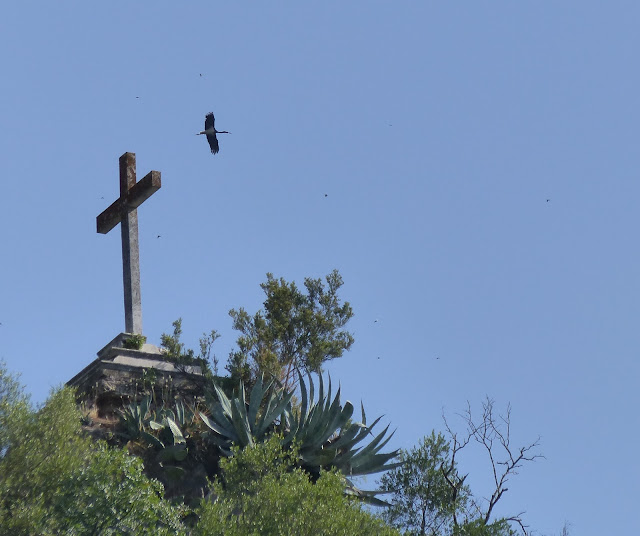 Cigüeña negra en el entorno del Seminario de Santa María de los Ángeles .