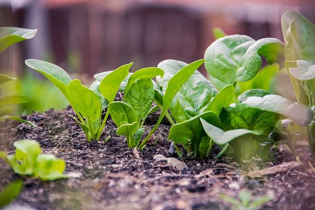 Contoh Karangan Singkat Tentang Ide Pokok Gemar Makan Sayur Yang Sehat Guru Penyemangat Contoh Karangan Singkat Tentang Ide Pokok Gemar Makan Sayur Yang Sehat Guru Penyemangat