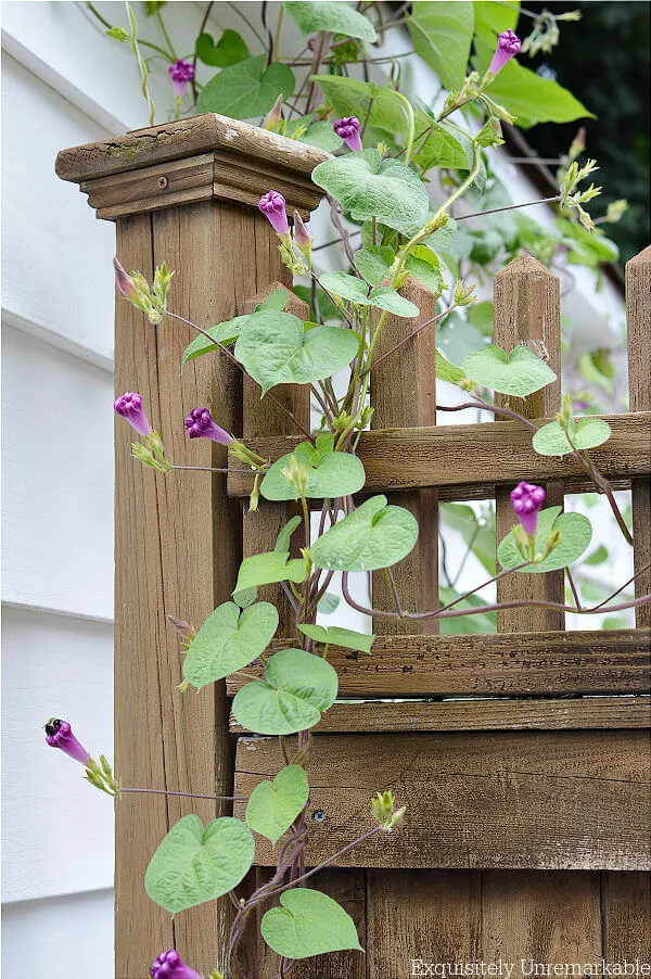 Morning Glory Vines Growing On A Gate