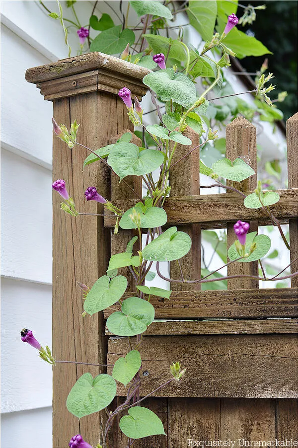 Morning Glory Vines On Garden Gate