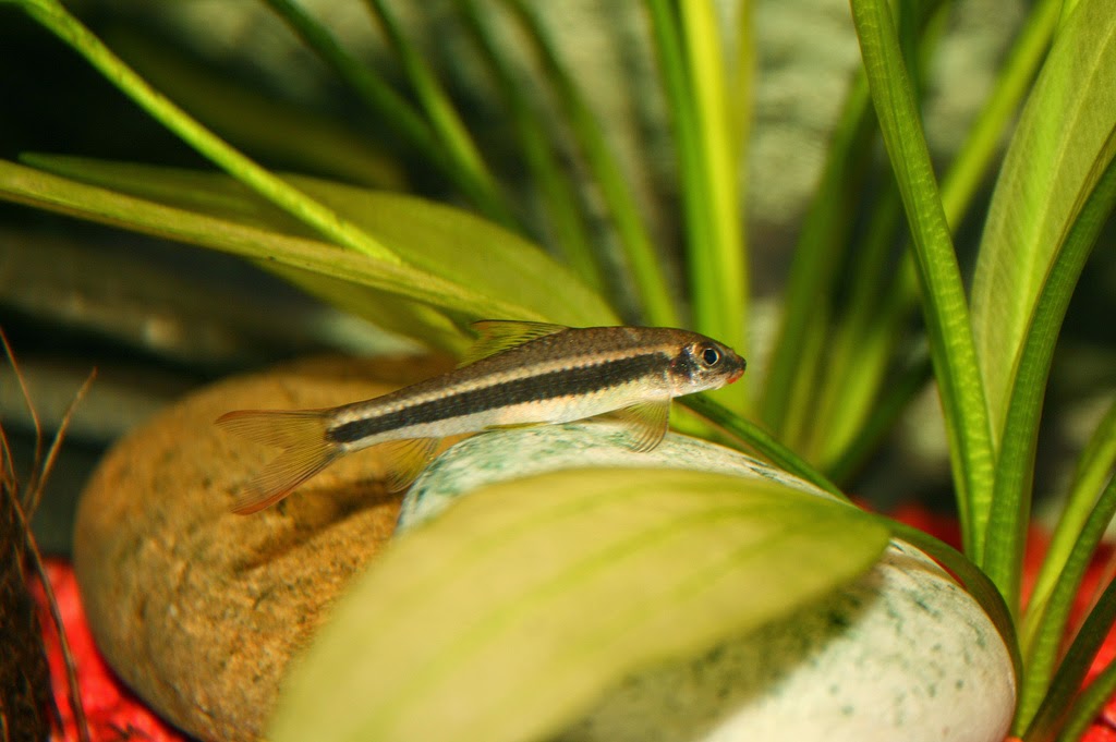 Freshwater Frenzy Flying Fox Fish Fact Sheet Freshwater Frenzy Flying Fox Fish Fact Sheet