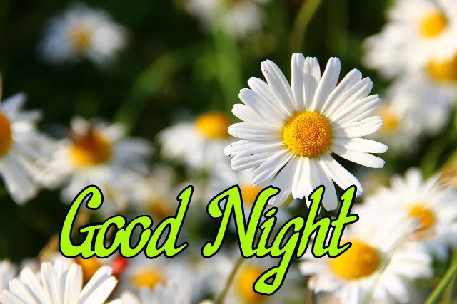 Good Night Flowers HD Images Collection Download