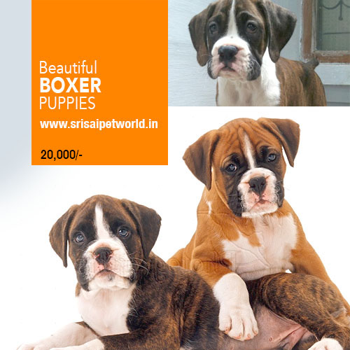 Buy Beautiful Boxer Puppies for show homes in Chandigarh & Jalandhar city