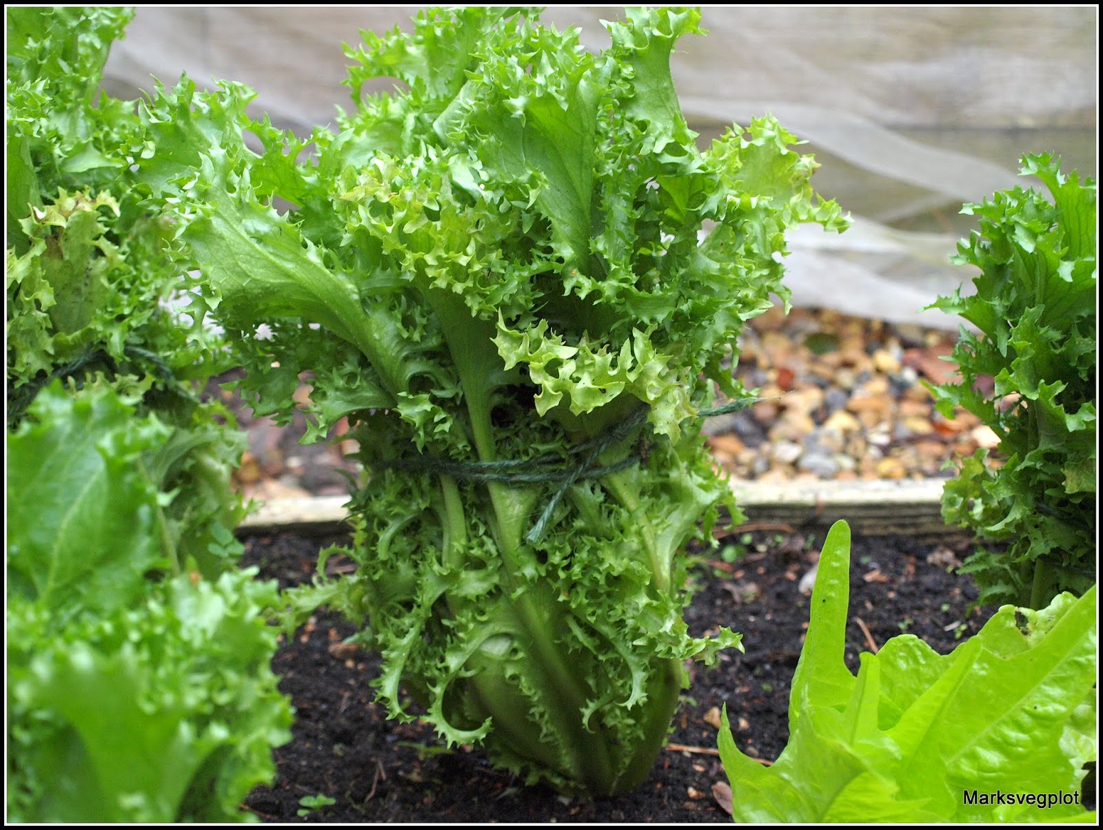 Mark�s Veg Plot Blanching Endives