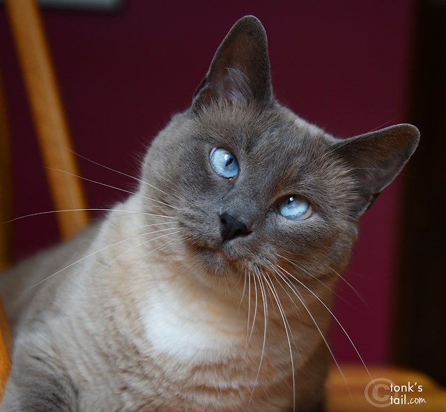 Maxwell, looking all innocent. (Dribble of incriminating milk included, no extra charge) #guiltyascharged #samesecats #catslookngguilty #blueeyedcat