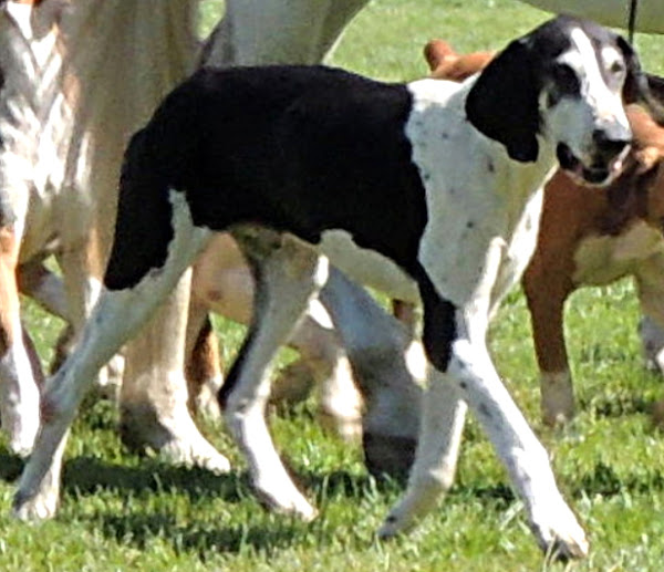french white and black hound, french white and black hound characteristics, french white and black hound origin, french white and black hound temperament, french white and black hound lifespan, french white and black hound feeding, french white and black hound caring, french white and black hound health