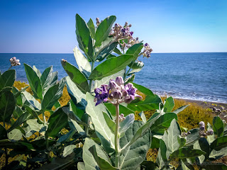 Natural Tropical Beach Flower Plants Of Calotropis Gigantea Or Crown Flowers In The Dry Season At Seririt Village North Bali Indonesia