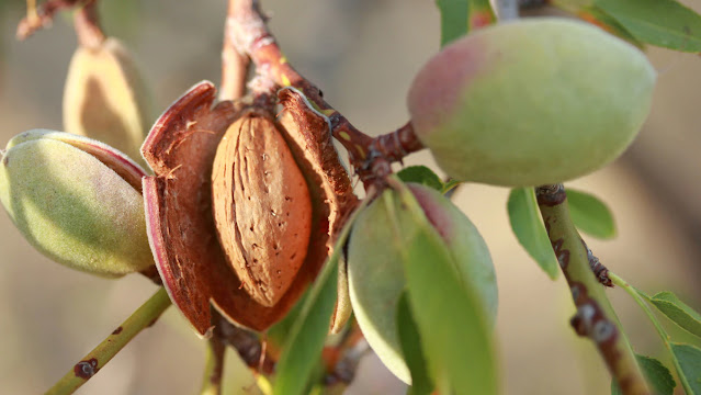 Um fruto aberto de amêndoa no pé