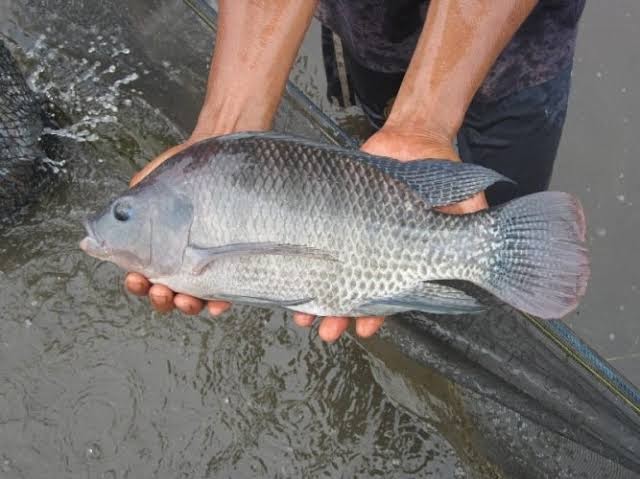 13+ 1000 Mimpi Ikan Nila