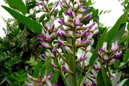 Regaliz o Palo dulce - Vivero Green House