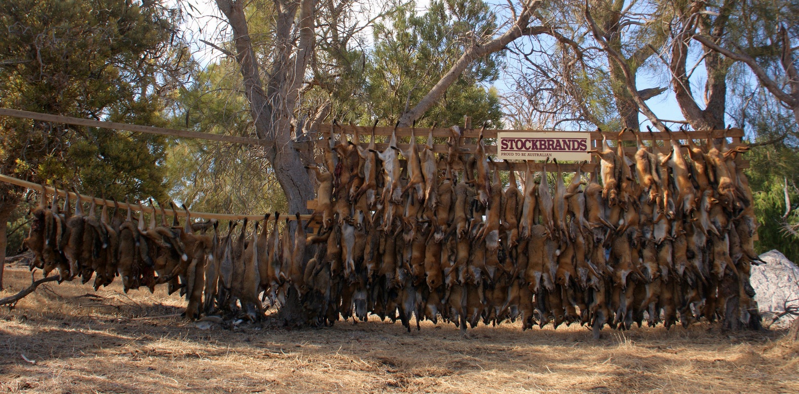 ON THE GRAPEVINE Feral Animals in Australia / Part 1