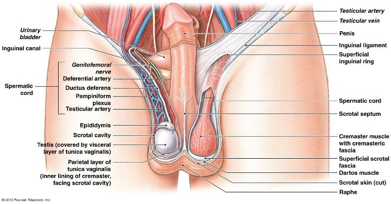 Apa Itu Spermatic Cord | Klinik Holistik Elif Medika™