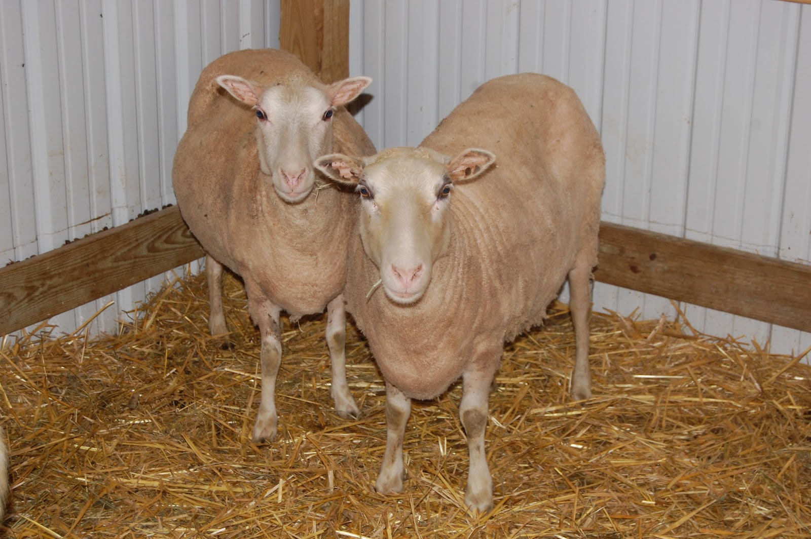 ландрас овца. ландрас овца. баран финский ландрас. баран и ягненок. финский ландрас овцы.