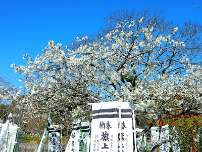 鶴岡八幡宮の大島桜