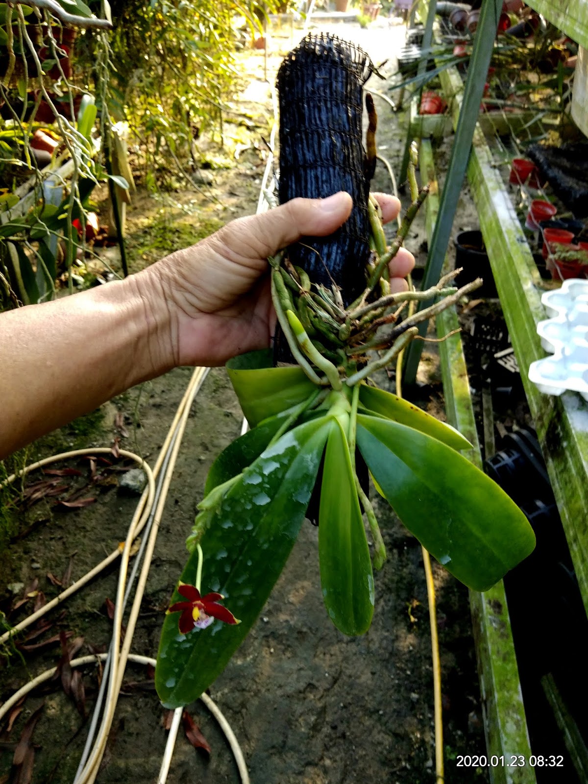 Eucharist Orchids Tying your orchids to PVC pipes