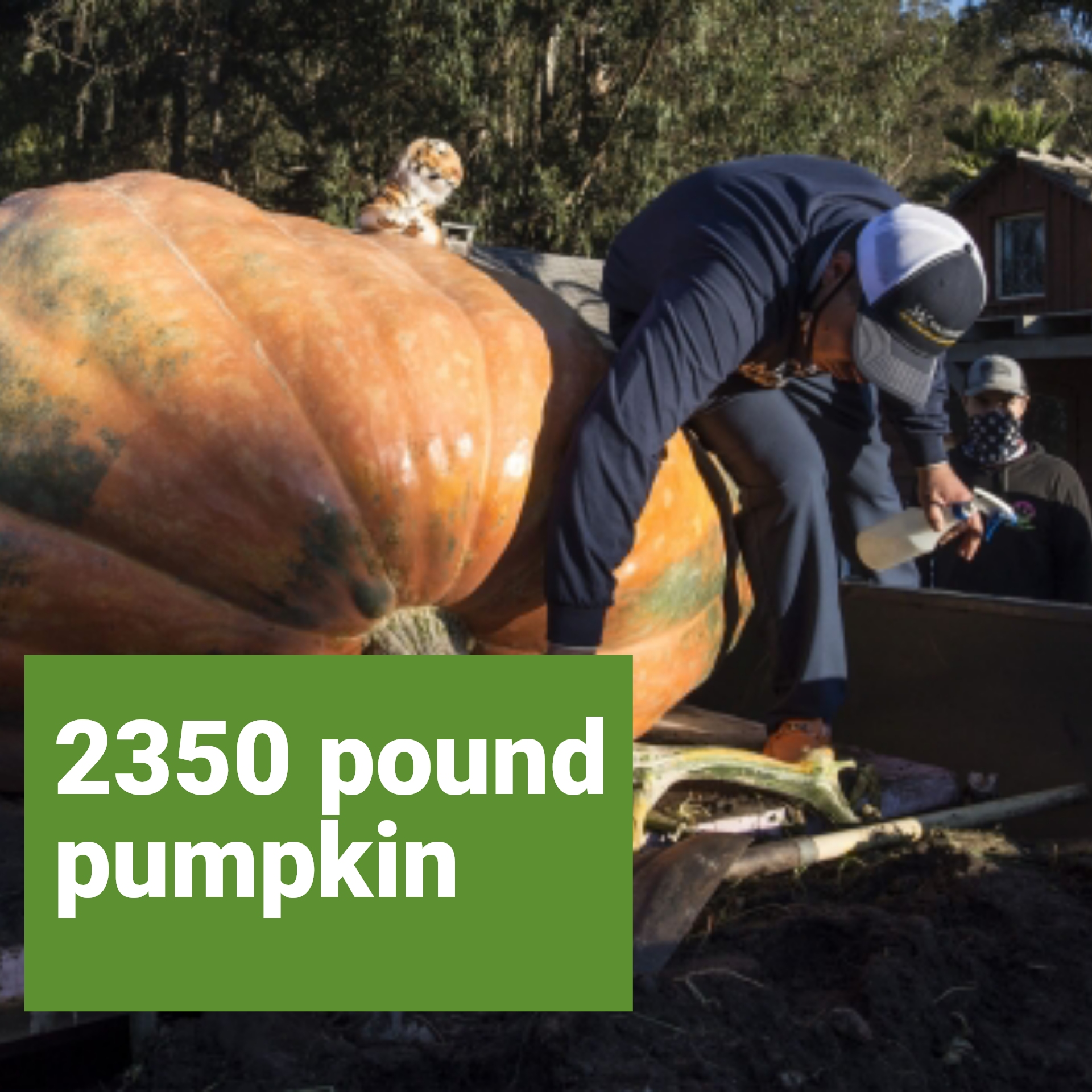 2350 pound pumpkin wins the California contest