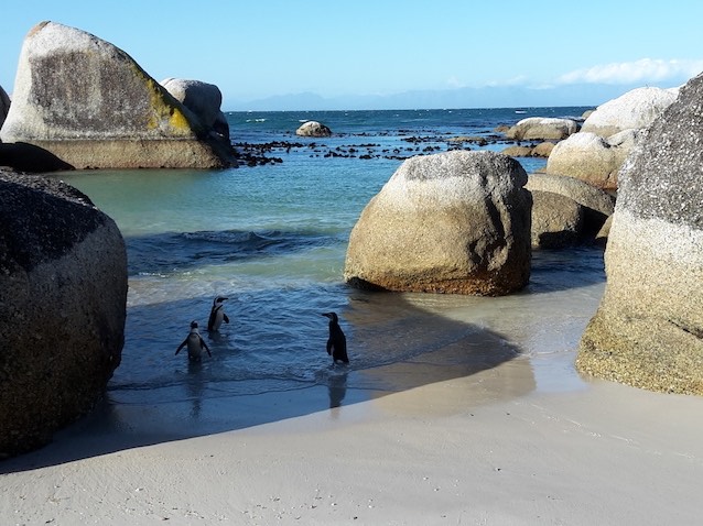 Penguins at Boulder's Beach in Simon's Town