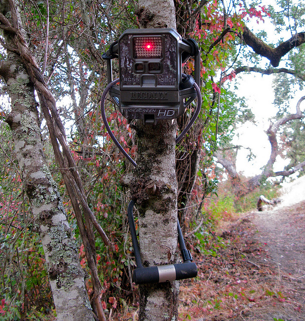 Tips For Buying A Trail Camera BD Information site