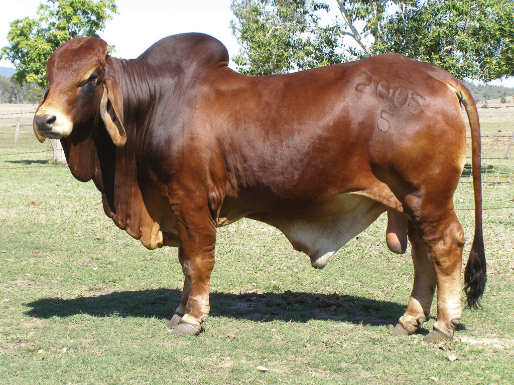 GANADO BRAHMAN RAZAS PRODUCTORAS DE CARNE