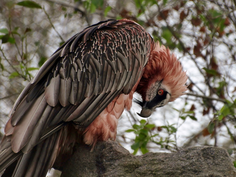 gbkoru: Bearded vulture