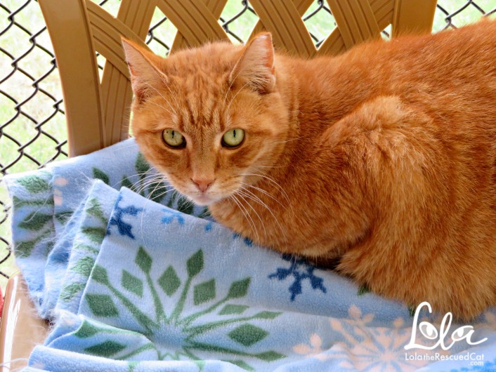 Tabbys Place|Cat Sanctuary