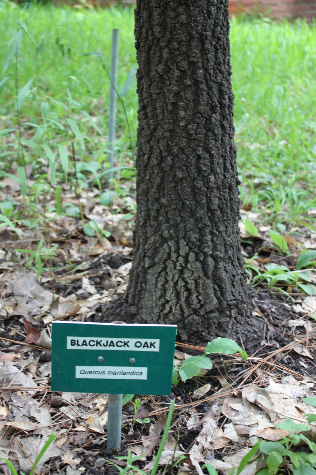 Centenary College Arboretum Tree of the Week Blackjack Oak (Quercus