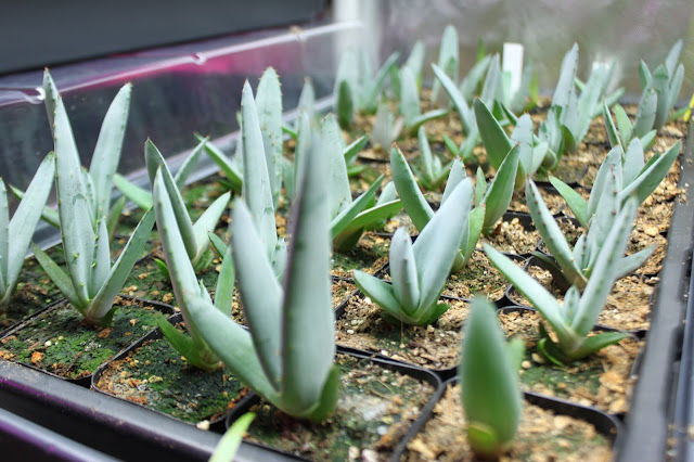 Aloe petricola seedlings