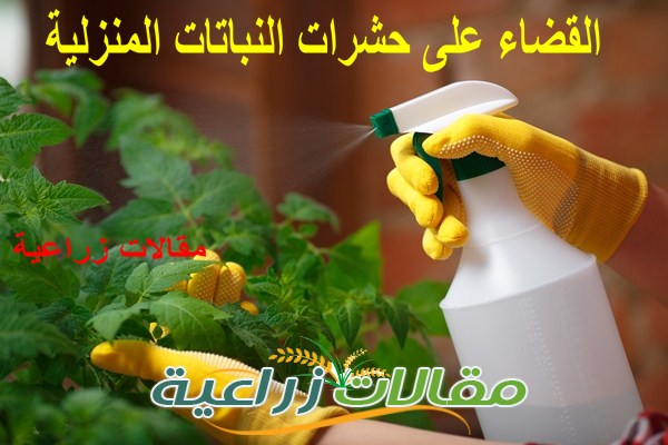 القضاء على حشرات النباتات المنزلية - مقالات زراعية