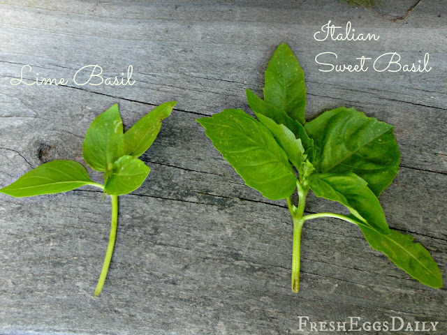 Do you Know your Culinary Herbs? Herb Identification Chart + Benefits